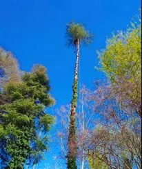 Tala y poda en altura de árboles en la Islas Baleares
