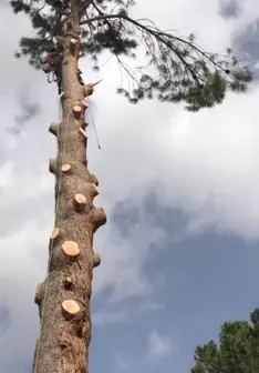 Tala y poda en altura de árboles en Islas Baleares