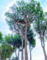 Tala y podas en altura en Islas Baleares, 