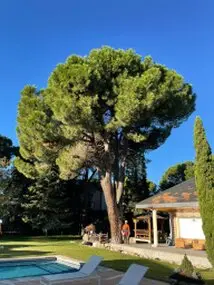Tala y poda en Altura de árboles en Islas Baleares